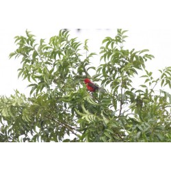 Passarinhar Paraná temporada promovida pelo IAT com tour educativo pela Ilha do Mel